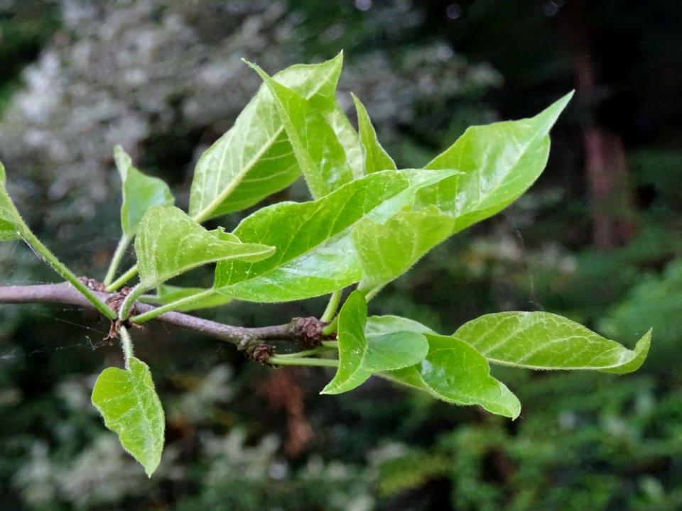 Oranger des Osages, Maclura pomifera, Moracées 