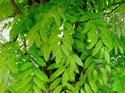 Feuilles de Glycine, Wisteria, Fabacées 