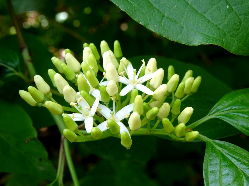 Fleurs de Cornouiller sanguin, Cornus sanguinea, Cornacées… 