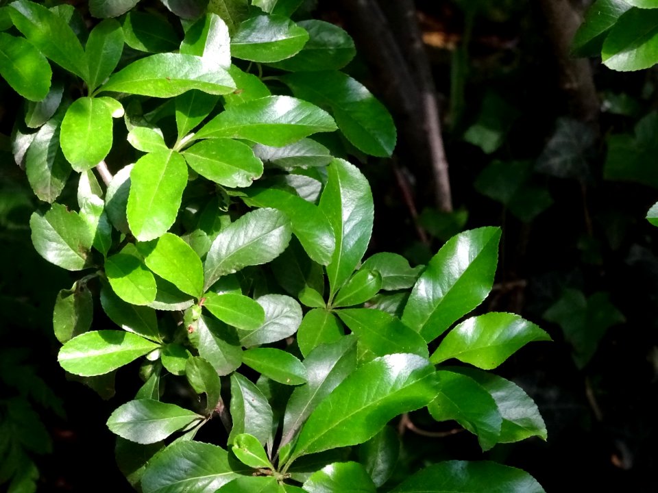 Buisson ardent, Pyracantha, Rosacées 