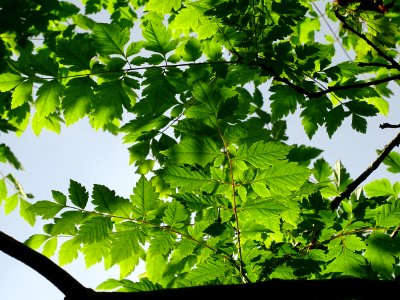 Feuilles de Savonnier, Koelreuteria paniculata, Sapindacée… 