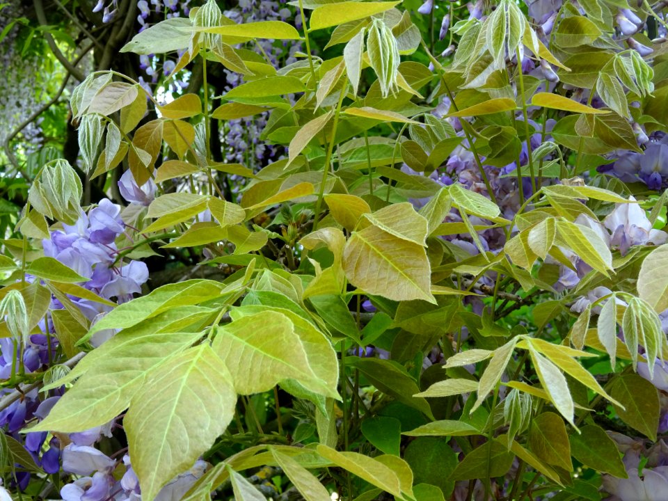 Feuilles de Glycine, Wisteria, Fabacées 