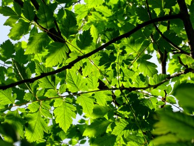 Feuilles de Savonnier, Koelreuteria paniculata, Sapindacée… 