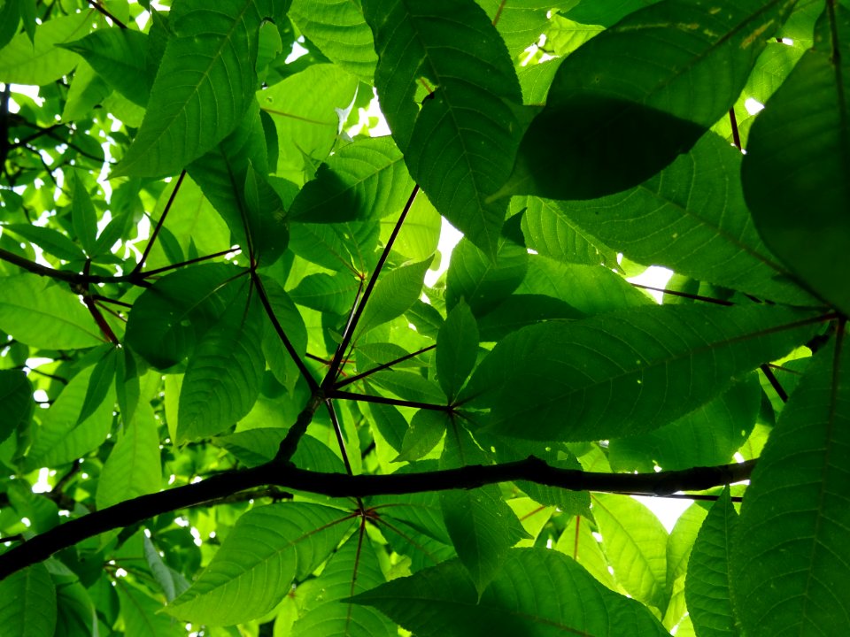 Feuilles du Marronnier nain ou Pavier blanc, Aesculus parv… 