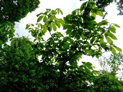 Marronnier nain ou Pavier blanc, Aesculus parviflora, Hipp… 