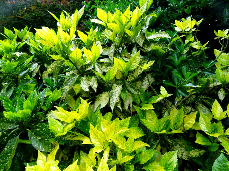 Feuilles de l'Aucuba du Japon, Aucuba japonica, Cornacées 