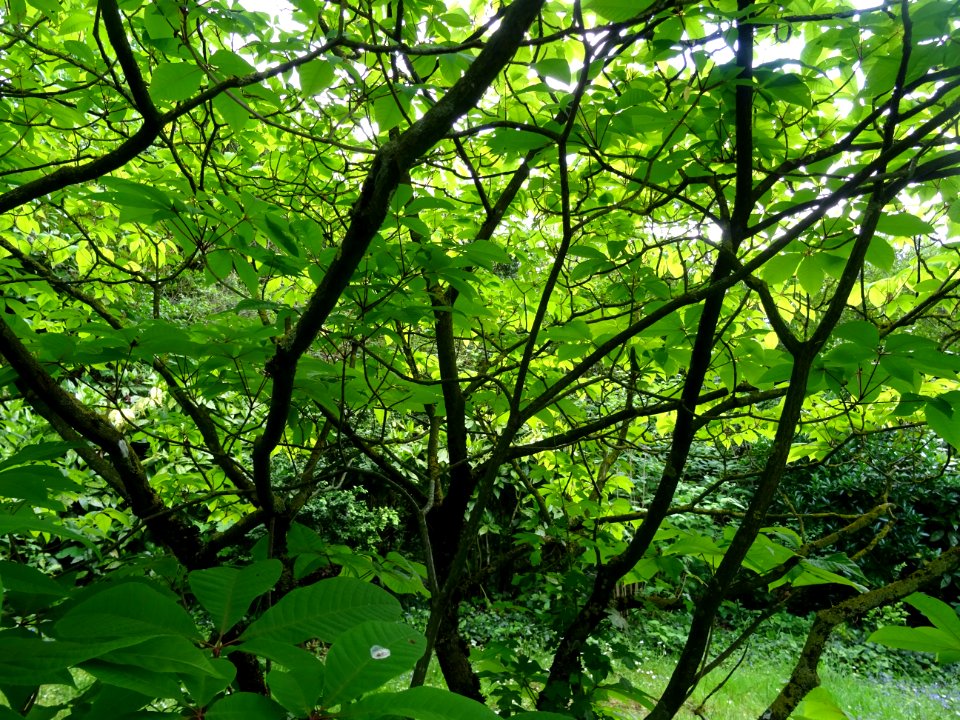 Branches et feuilles du Marronnier nain ou Pavier blanc, A… 