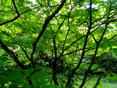 Branches et feuilles du Marronnier nain ou Pavier blanc, A… 