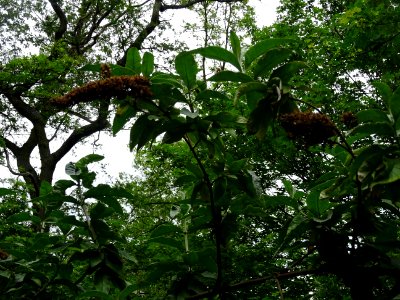 Arbre aux papillons ou Buddleia de David, Buddleja davidii… 