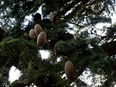 Cônes femelles du Cèdre du Liban, Cedrus libani, Pinacées 