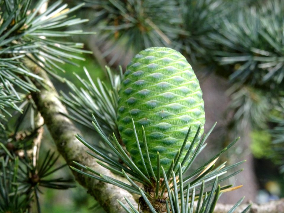 Cône femelle du Cèdre du Liban, Cedrus libani, Pinacées 