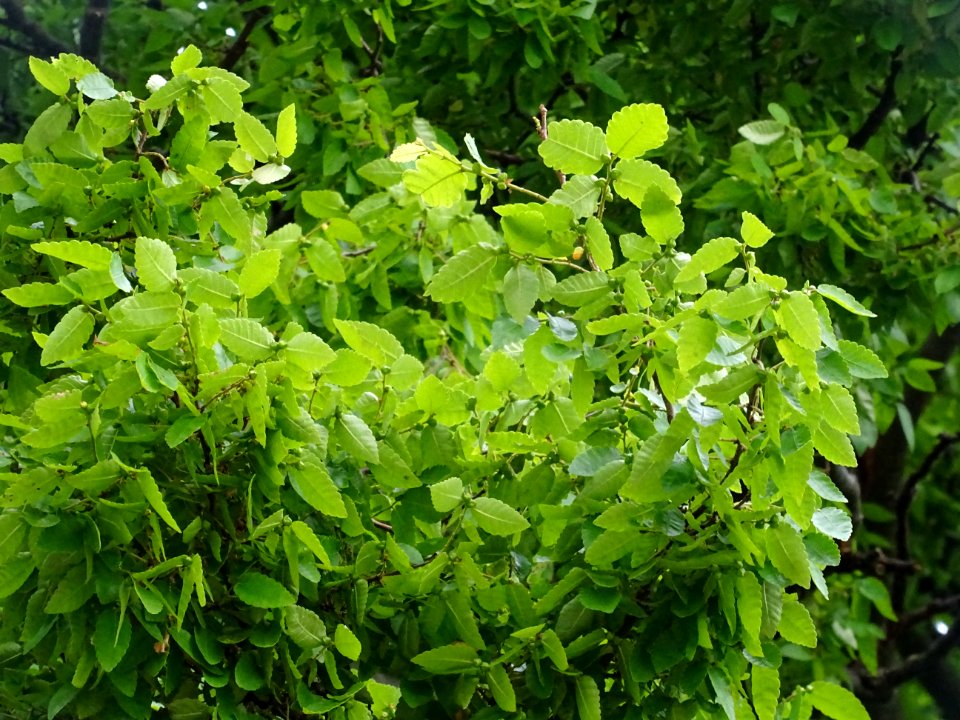 Orme de Sibérie, Ulmus pumila, Ulmacées 