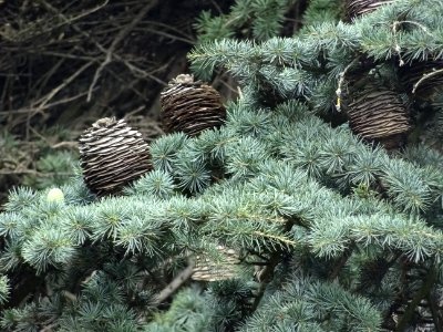 Cônes femelles du Cèdre du Liban, Cedrus libani, Pinacées 