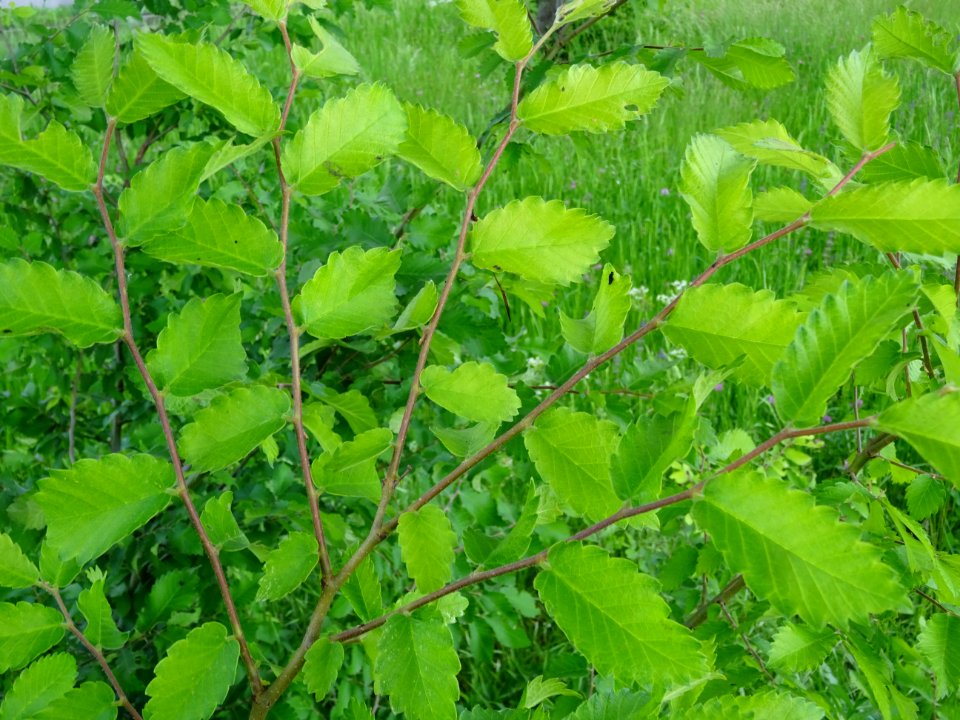 Orme de Sibérie, Ulmus pumila, Ulmacées 