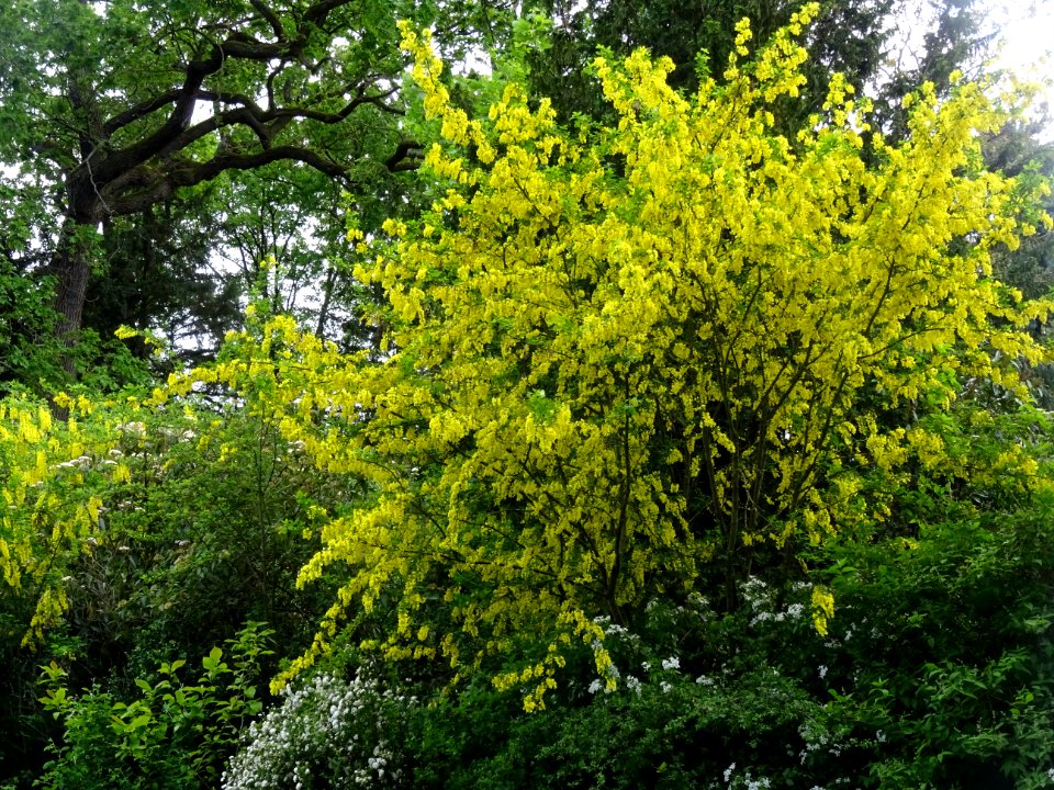 Cytise à grappes, Laburnum anagyroides, Fabacées 