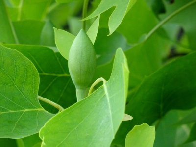Bourgeon floral du Tulipier, Liriodendron tulipifera, Magn… 