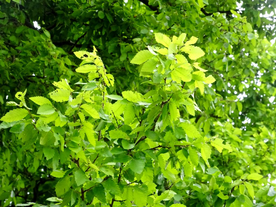 Orme de Sibérie, Ulmus pumila, Ulmacées 