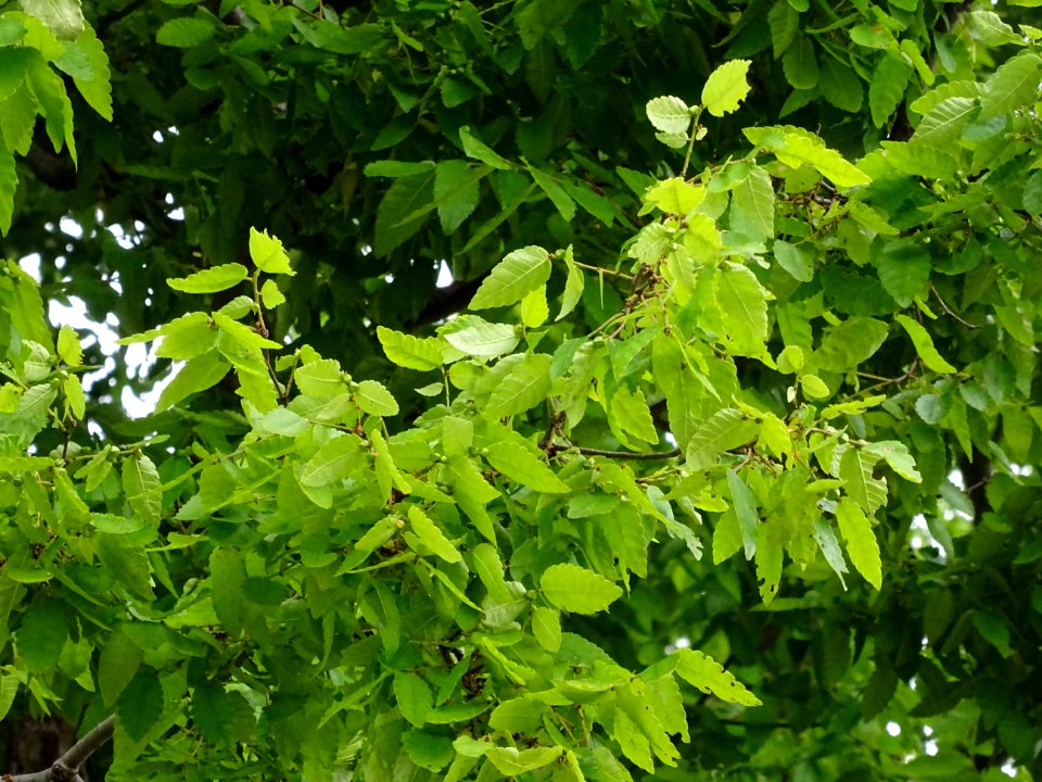 Orme de Sibérie, Ulmus pumila, Ulmacées 