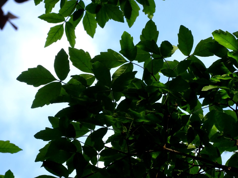 Erable gris, Acer griseum, Aceracées 
