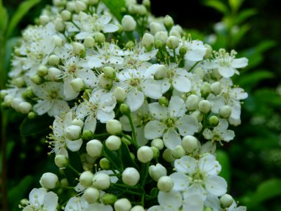 Fleurs du Buisson ardent, Pyracantha, Rosacées 