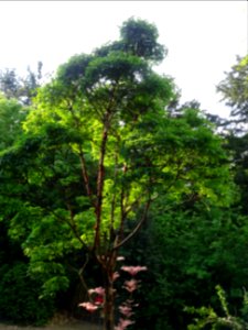 Erable gris, Acer griseum, Aceracées 