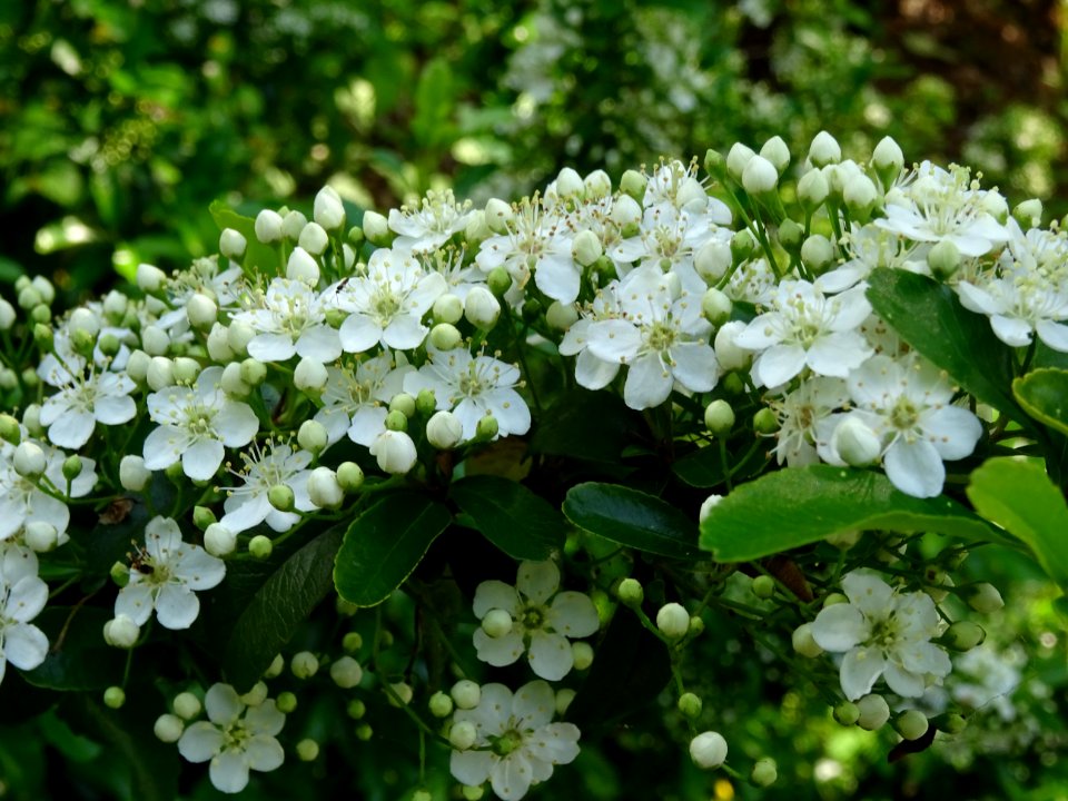 Fleurs du Buisson ardent, Pyracantha, Rosacées 