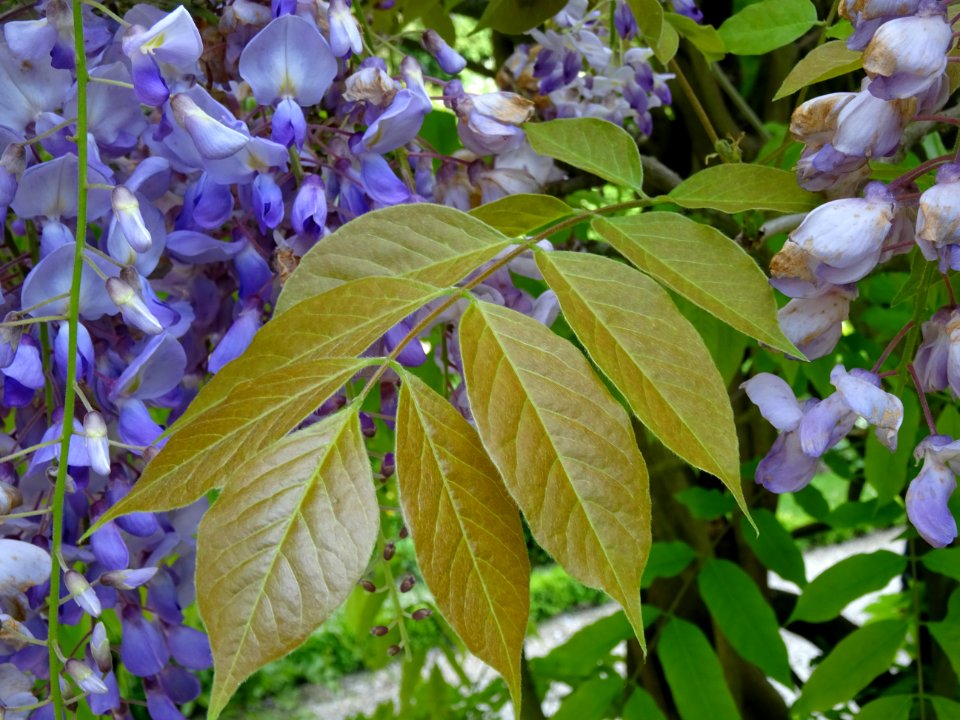 Feuilles et fleurs de Glycine, Wisteria, Fabacées 