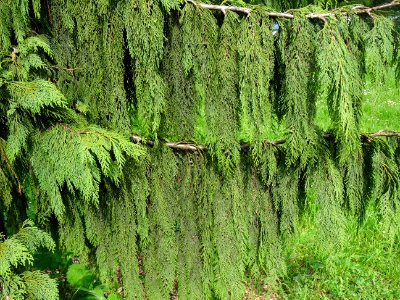 Faux-Cyprès de Nootkatensis pleureur, Chamaecyparis ou cup… 