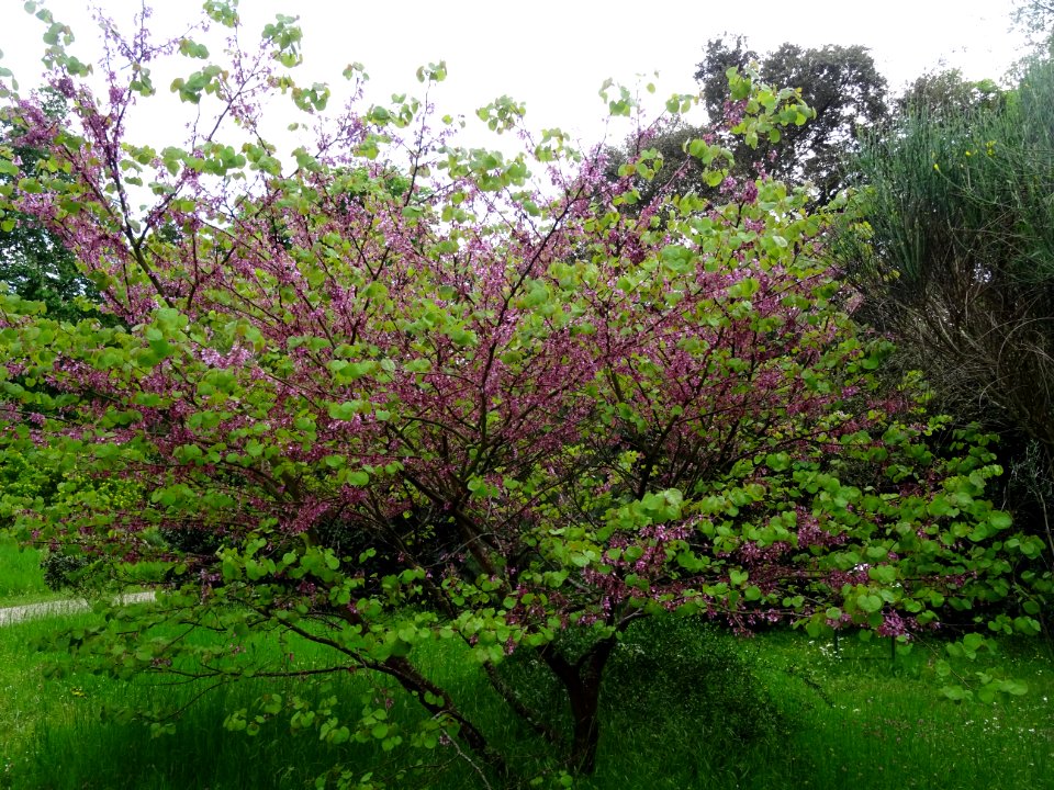 Arbre de Judée, Cercis siliquastrum, Césalpinacées 