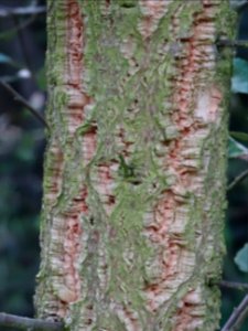 Ecorce du Chêne-liège, Quercus suber, Fagacées 
