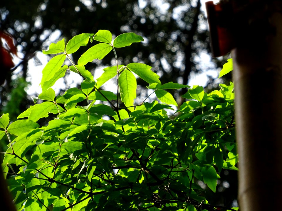 Erable gris, Acer griseum, Aceracées 