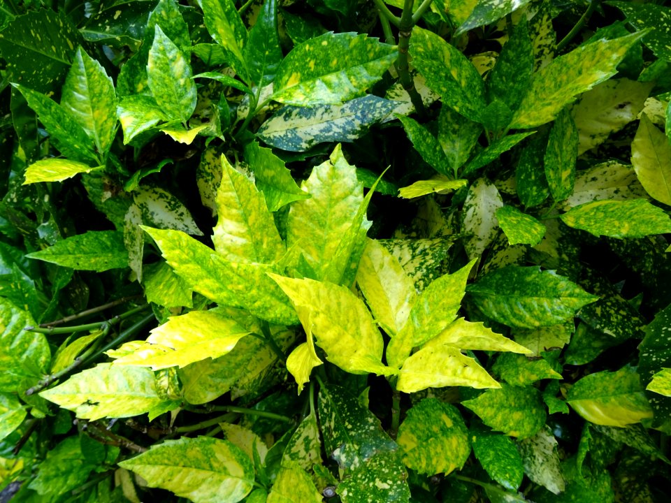 Feuilles de l'Aucuba du Japon, Aucuba japonica, Cornacées 