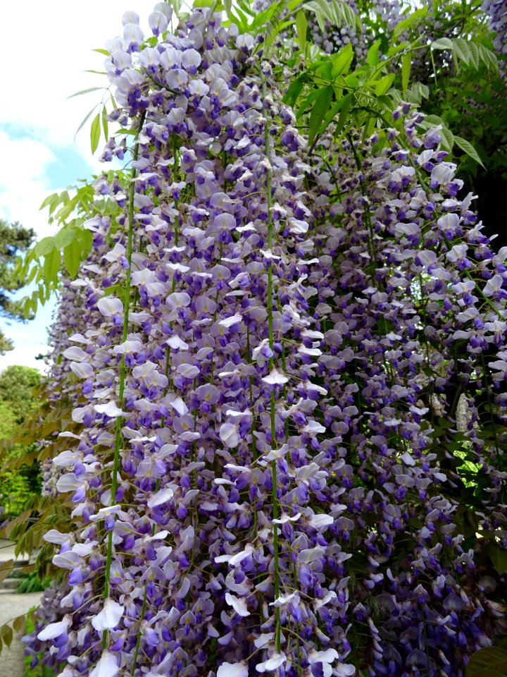 Glycine, Wisteria, Fabacées 