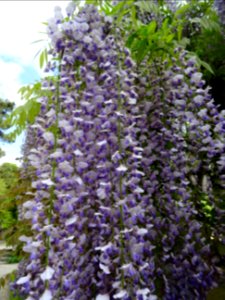 Glycine, Wisteria, Fabacées 