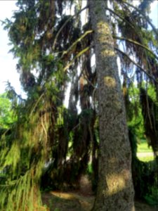 Tronc et branches de l'Epicéa commun, Picea abies, Pinacée… 