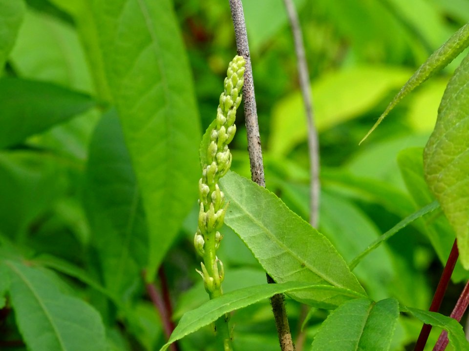 Inflorescence dressée du Marronnier nain ou Pavier blanc, … 