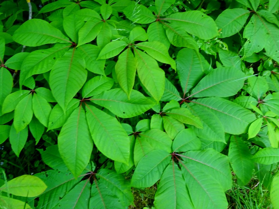 Feuilles du Marronnier nain ou Pavier blanc, Aesculus parv… 