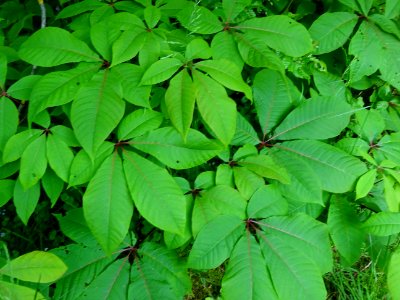 Feuilles du Marronnier nain ou Pavier blanc, Aesculus parv… 