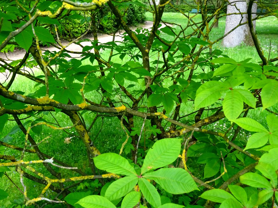 Branches et feuilles du Marronnier nain ou Pavier blanc, A… 