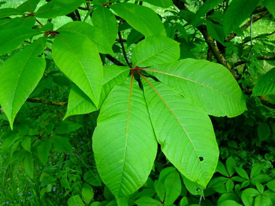 Feuilles du Marronnier nain ou Pavier blanc, Aesculus parv… 