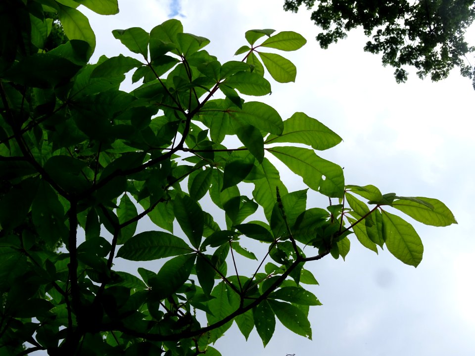 Feuilles du Marronnier nain ou Pavier blanc, Aesculus parv… 