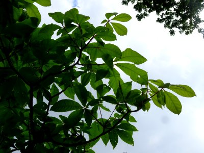 Feuilles du Marronnier nain ou Pavier blanc, Aesculus parv… 