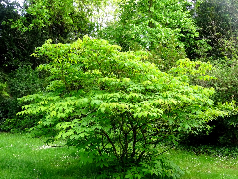 Marronnier nain ou Pavier blanc, Aesculus parviflora, Hipp… 