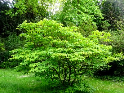 Marronnier nain ou Pavier blanc, Aesculus parviflora, Hipp… 