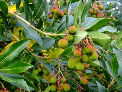 Arbouses immatures de l'Arbousier commun, Arbutus unedo, E… 