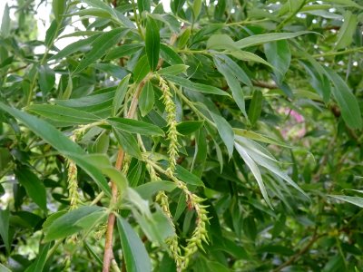 Saule pleureur, Salix babylonica, Salicacées 