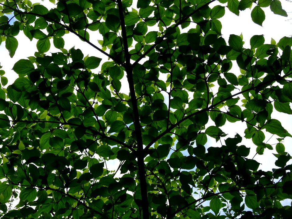 Cornouiller du Japon ou Cornouiller à fleurs, Cornus kousa… 