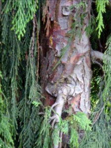 Tronc du Faux-Cyprès de Nootkatensis pleureur, Chamaecypar… 