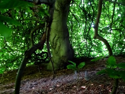 Tronc du Hêtre pleureur, Fagus sylvatica pendula, Fagacées… 