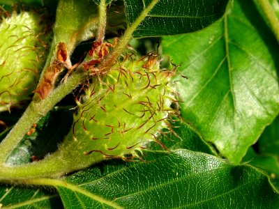 Châtons femelles en cupule du Hêtre pleureur, Fagus sylvat… 